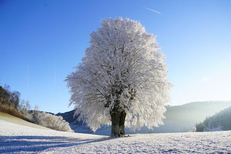 Gelées météo