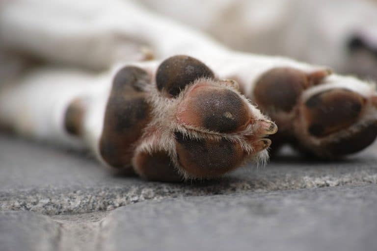 Chien mort
