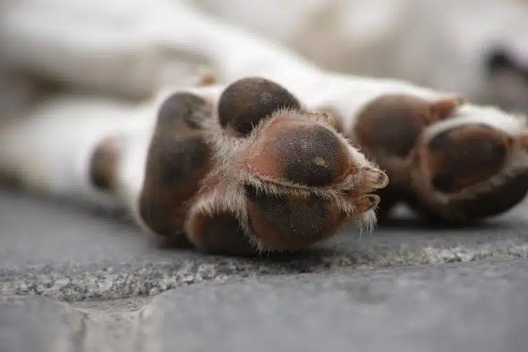 Chien mort
