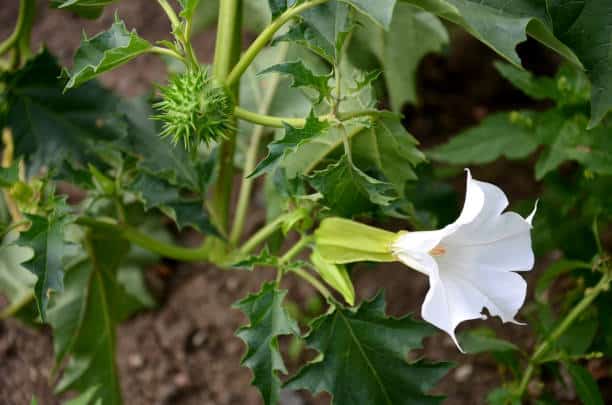 Herbe du diable