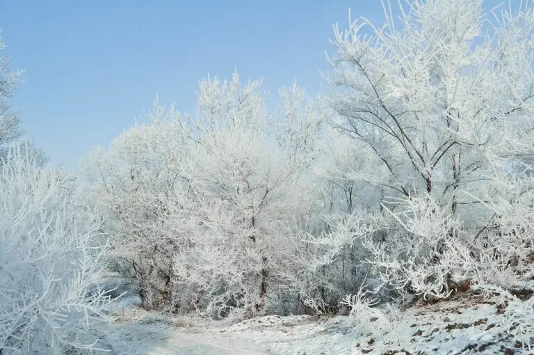 gelées météo
